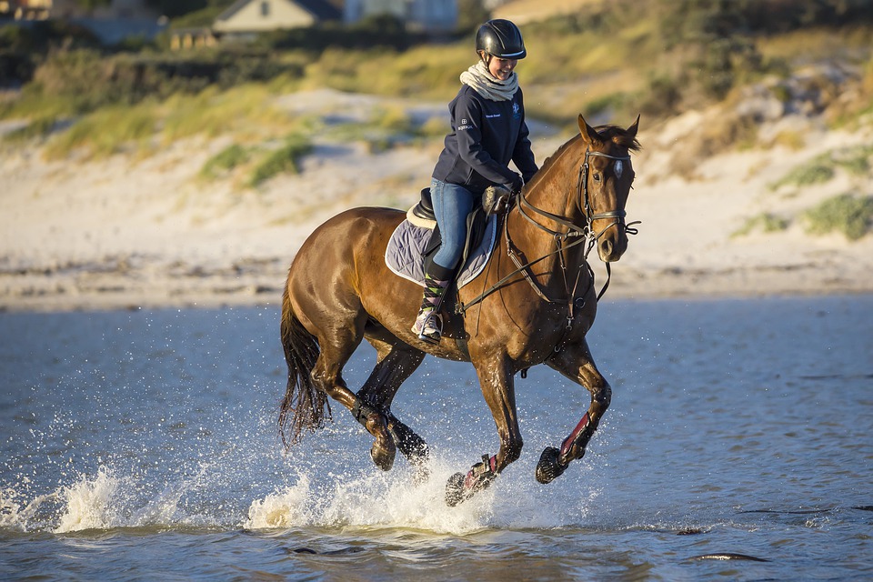 Cavallo-Equitazione-Animale-Sport-Equestri